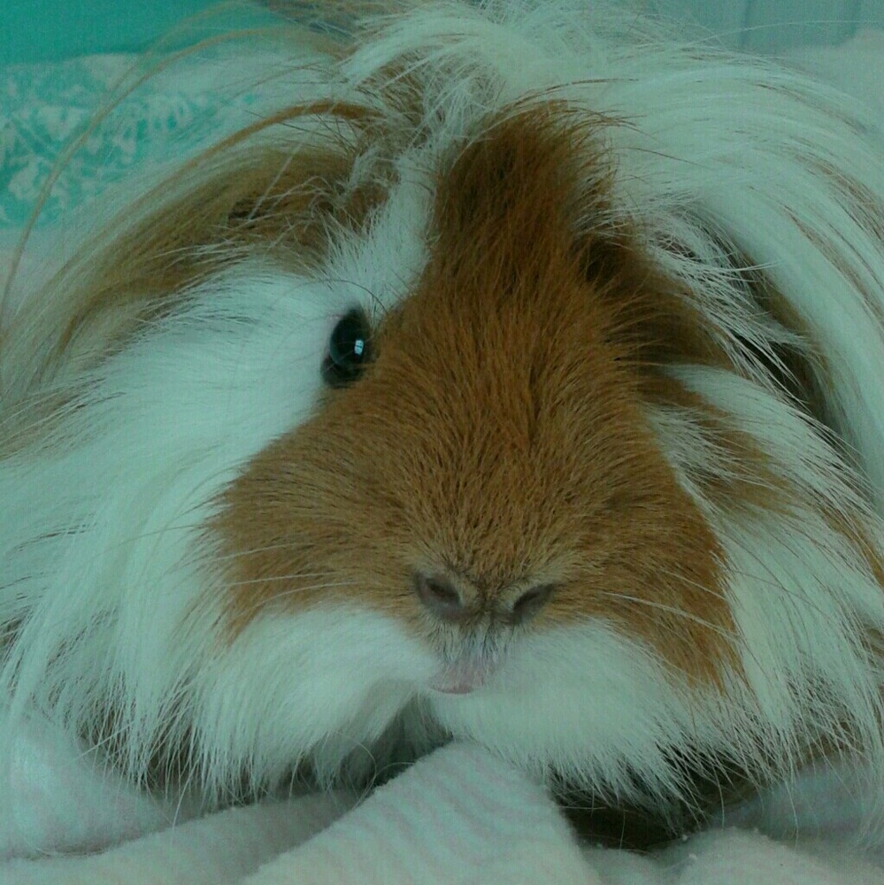 Meet your Posher, Sianna